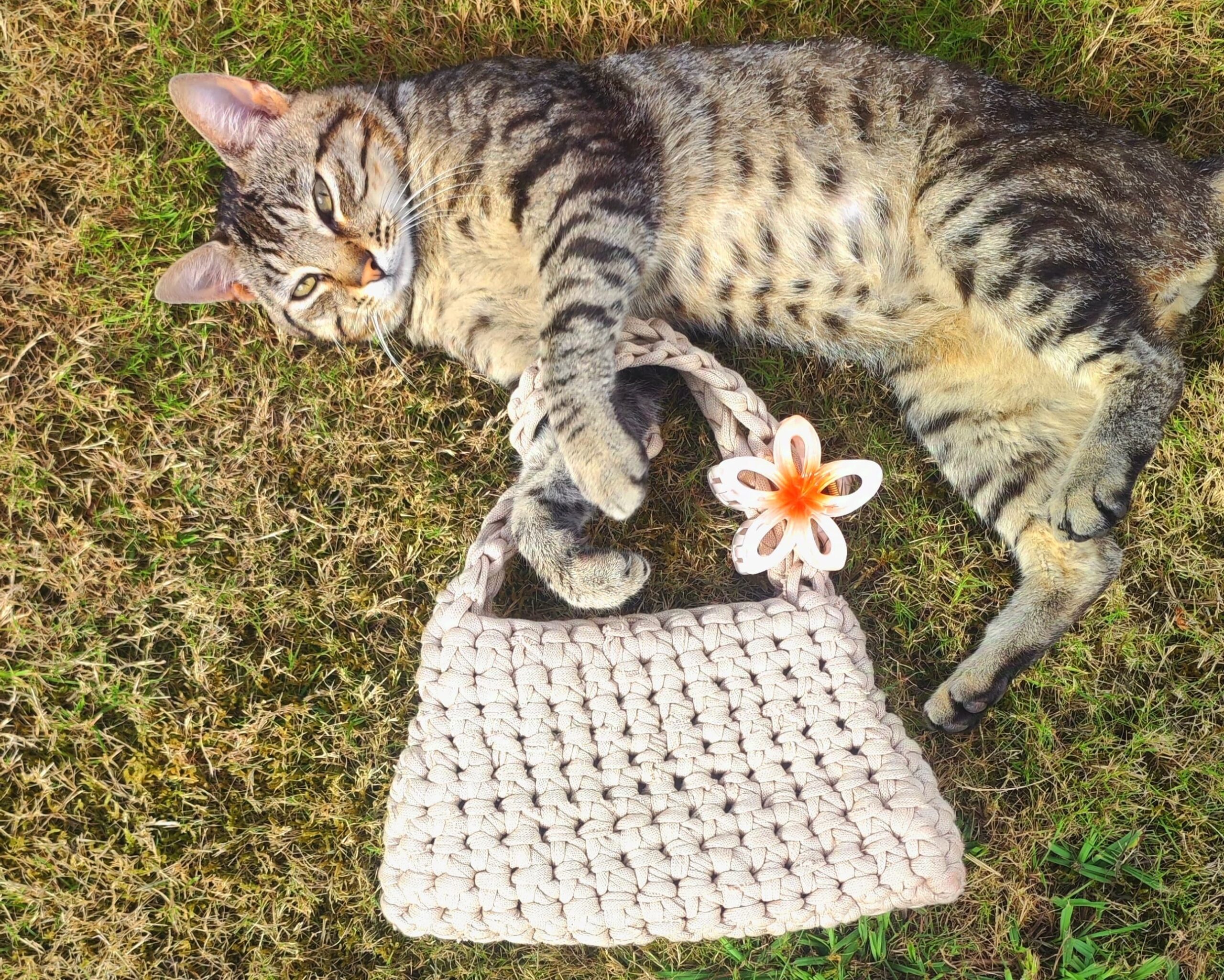 Gato con bolso Arena. Aurora